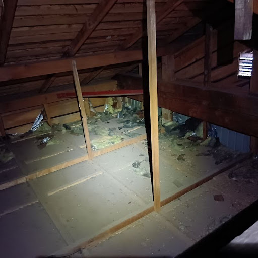 アライグマに荒らされた天井裏