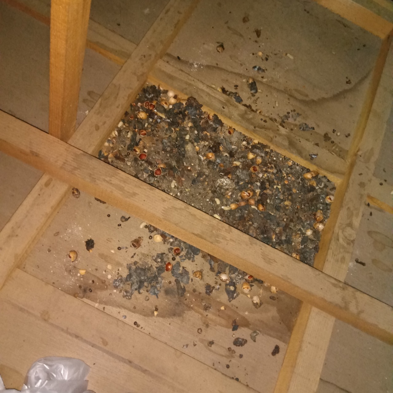 ハクビシン駆除の施工事例（静岡県静岡市葵区瓦場町）