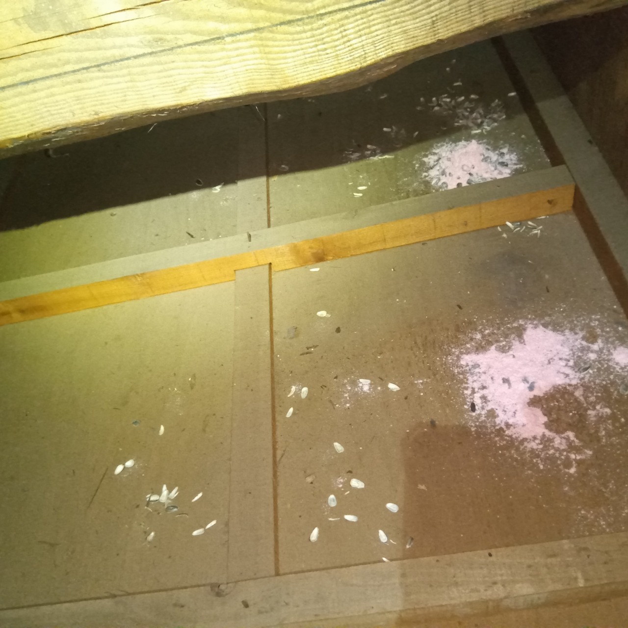 屋根裏に設置した殺鼠剤