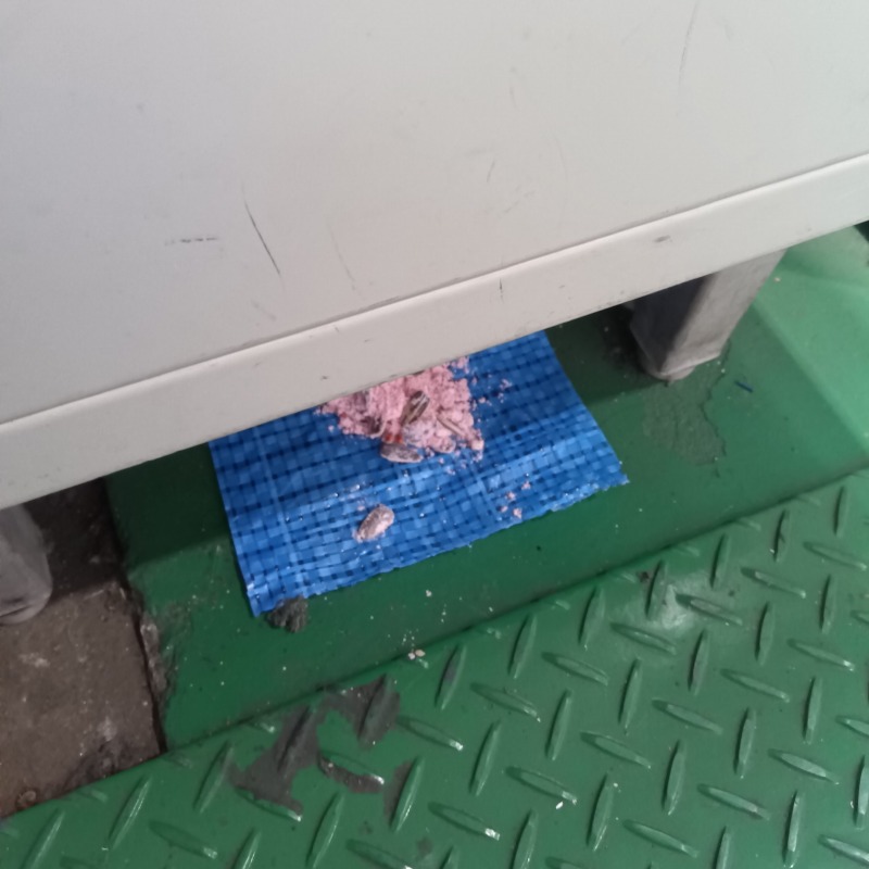 殺鼠剤を設置した様子