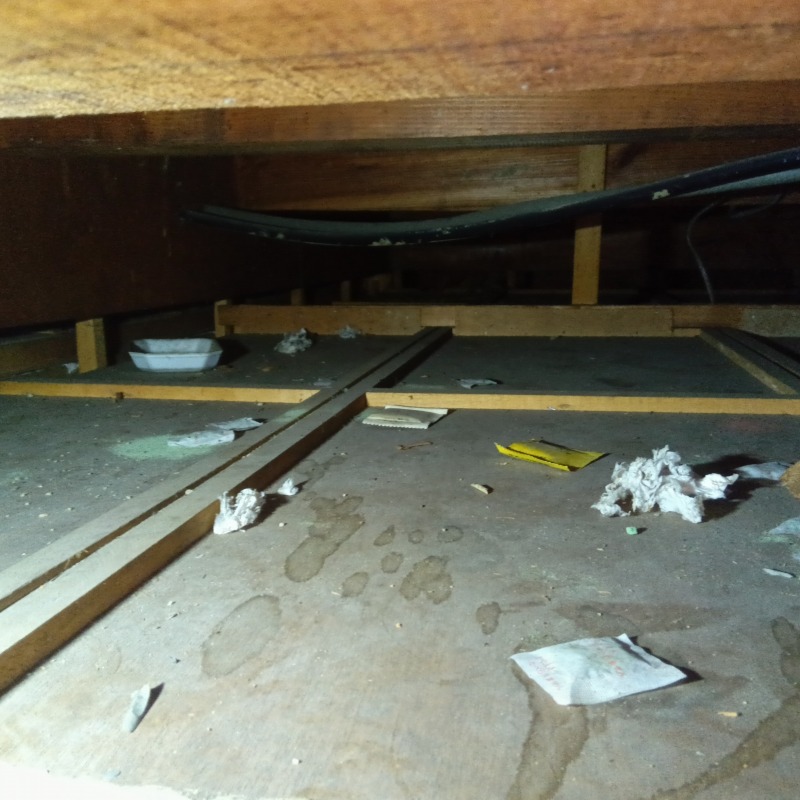 アライグマ駆除の施工事例（奈良県香芝市鎌田）