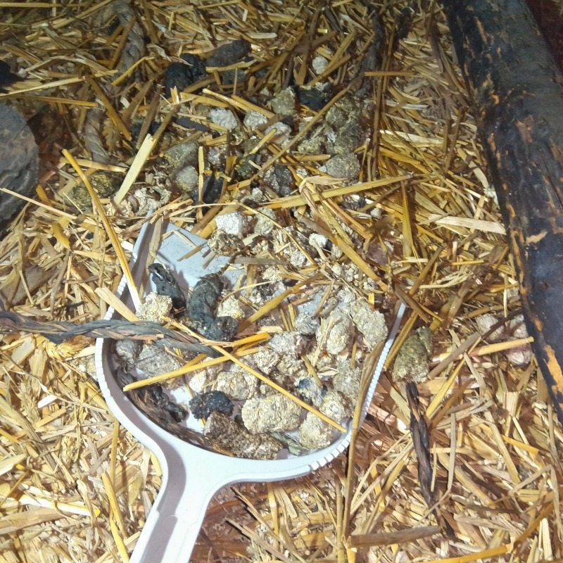 フン害清掃の様子