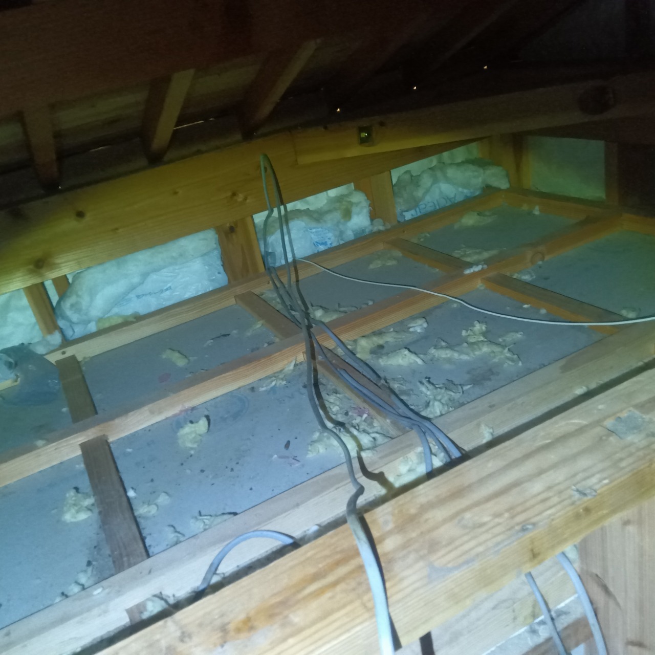 アライグマ駆除の施工事例（山口県下関市）