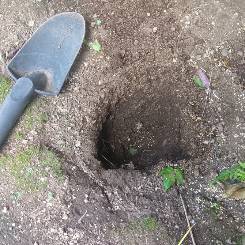 ネズミ駆除の施工事例（東京都大田区田園調布）