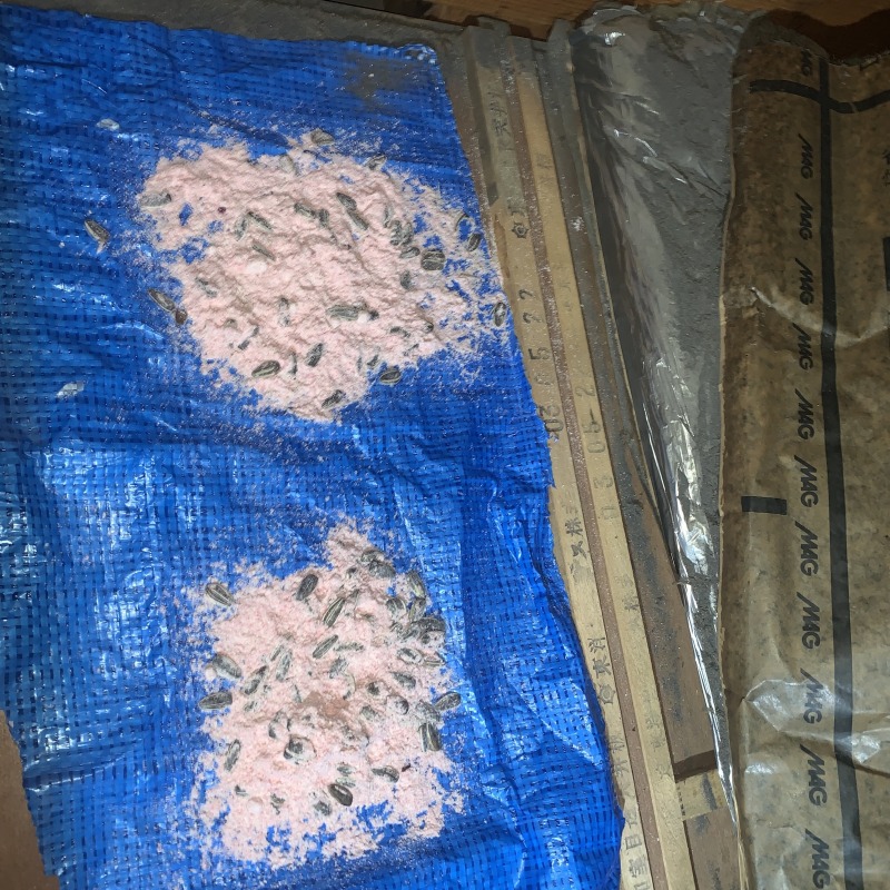 殺鼠剤設置の様子