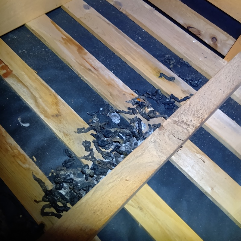 イタチによる糞害の様子