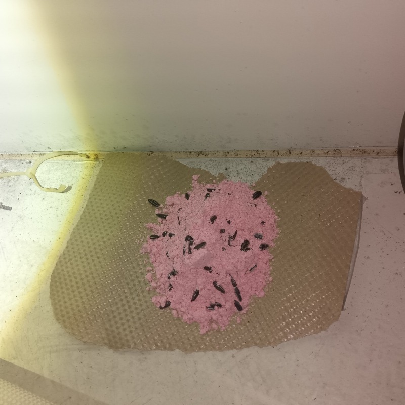 設置した殺鼠剤