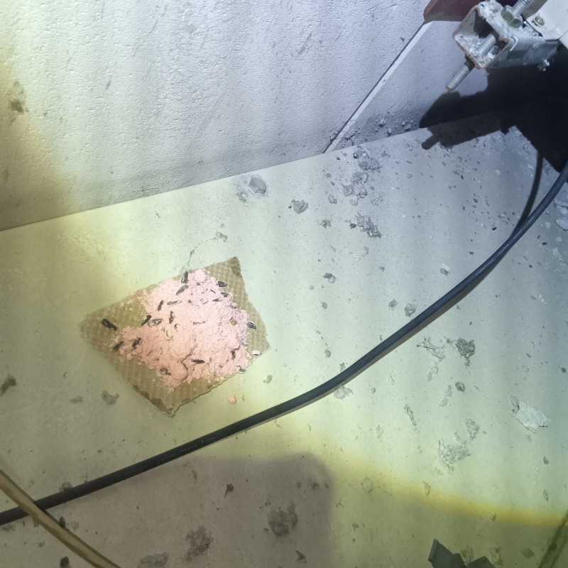 設置した殺鼠剤