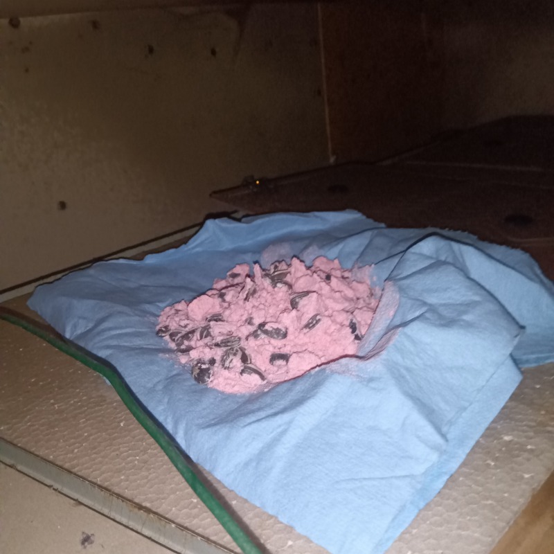 殺鼠剤を設置した様子