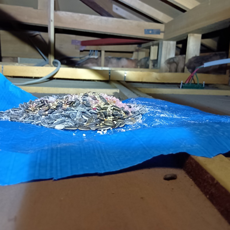 屋根裏に設置した殺鼠剤