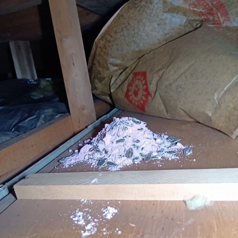 天井裏に殺鼠剤を設置した様子