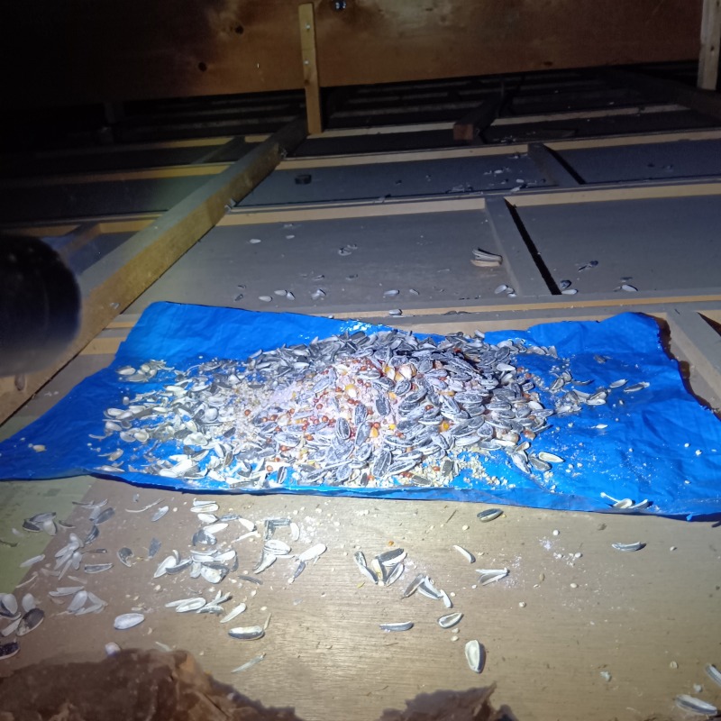 屋根裏に殺鼠剤を設置した様子