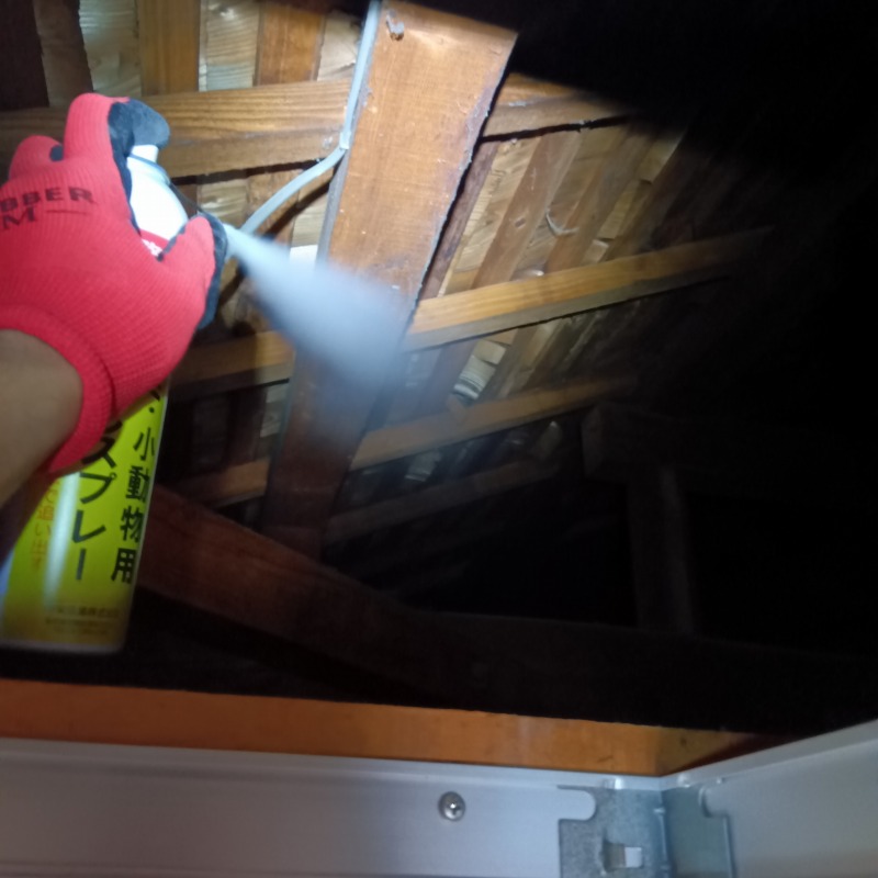 屋根裏に忌避剤を散布する様子