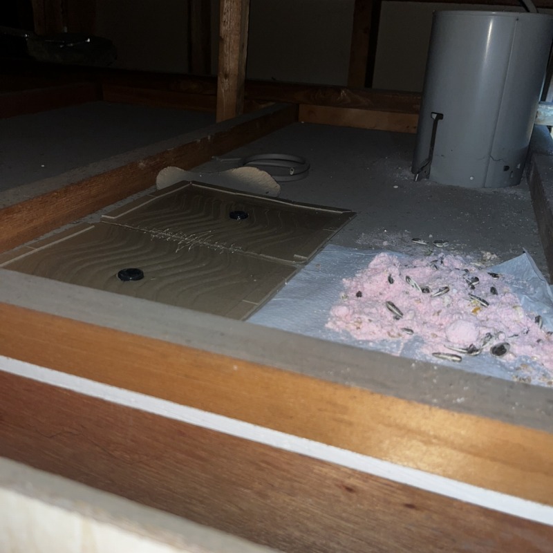 殺鼠剤と粘着シートを設置