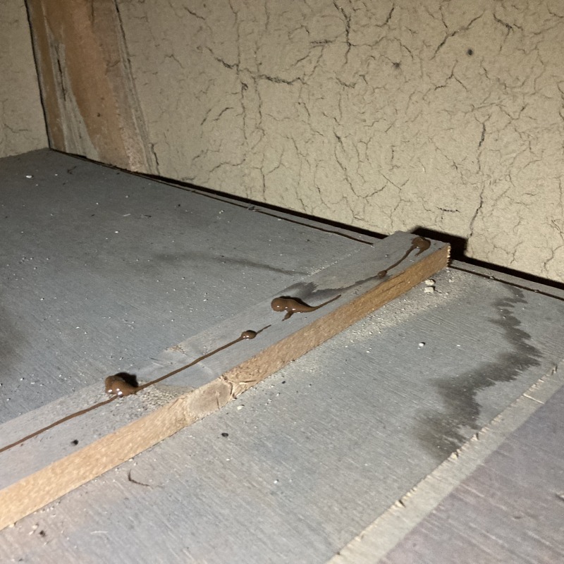 ゴキブリ用ベイト剤を設置