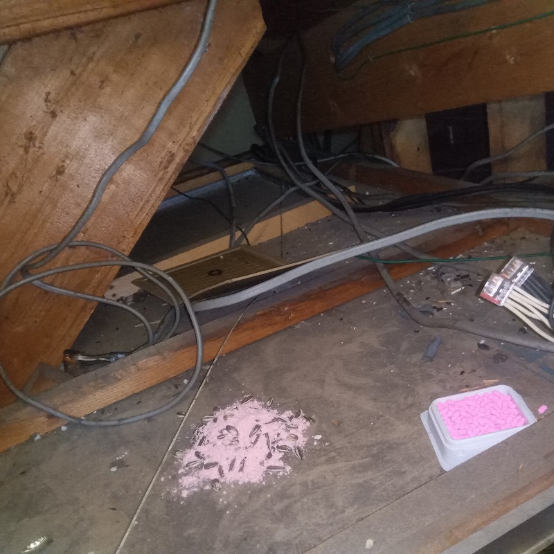 殺鼠剤と粘着シートを設置した様子