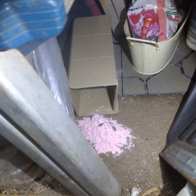 殺鼠剤と粘着シートを設置した様子