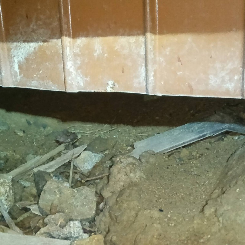 タヌキ駆除の施工事例（岐阜県中津川市福岡）