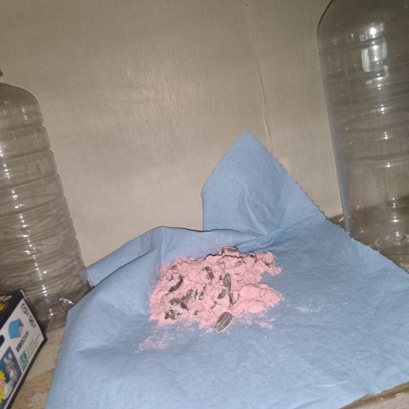 殺鼠剤を設置した様子