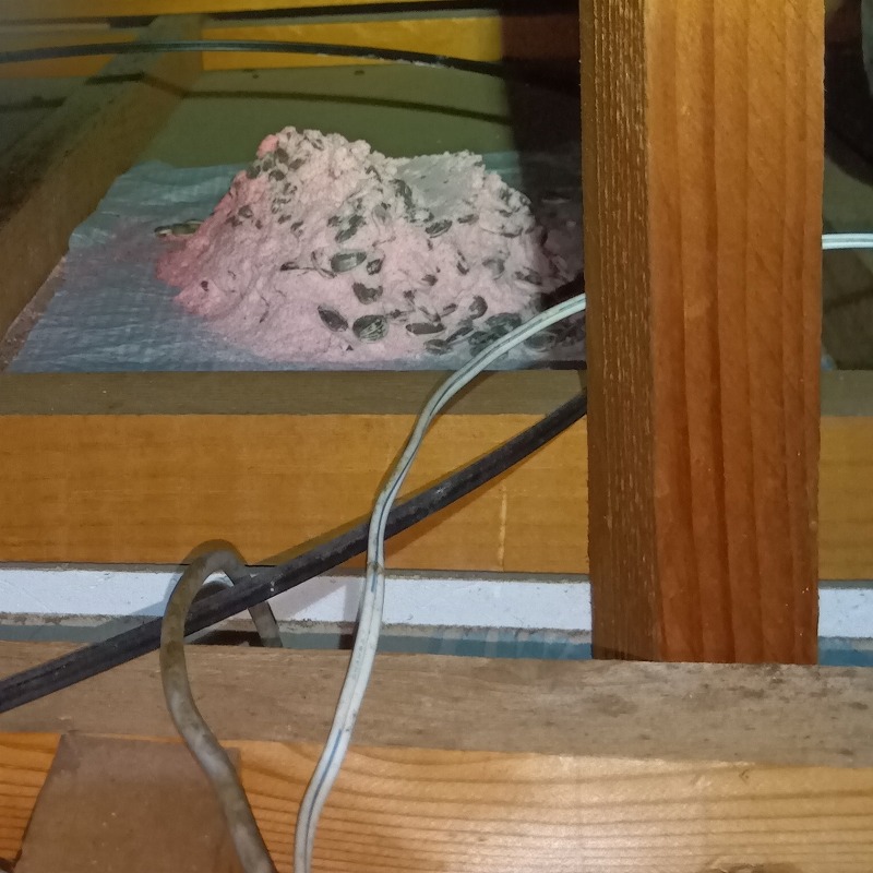 屋根裏に設置した殺鼠剤