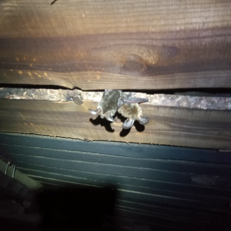 忌避剤散布によって外に出てきたコウモリ