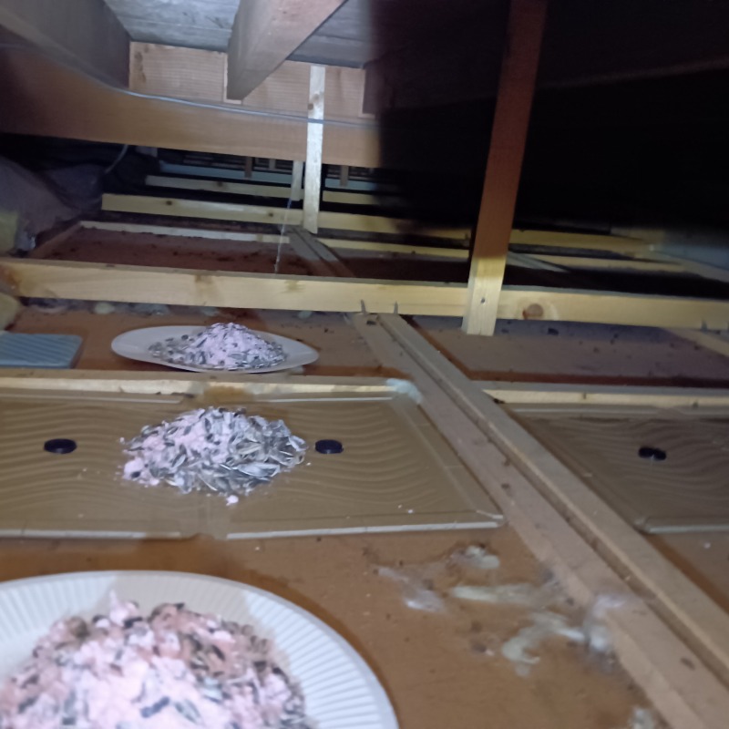 屋根裏に設置した殺鼠剤と粘着シート