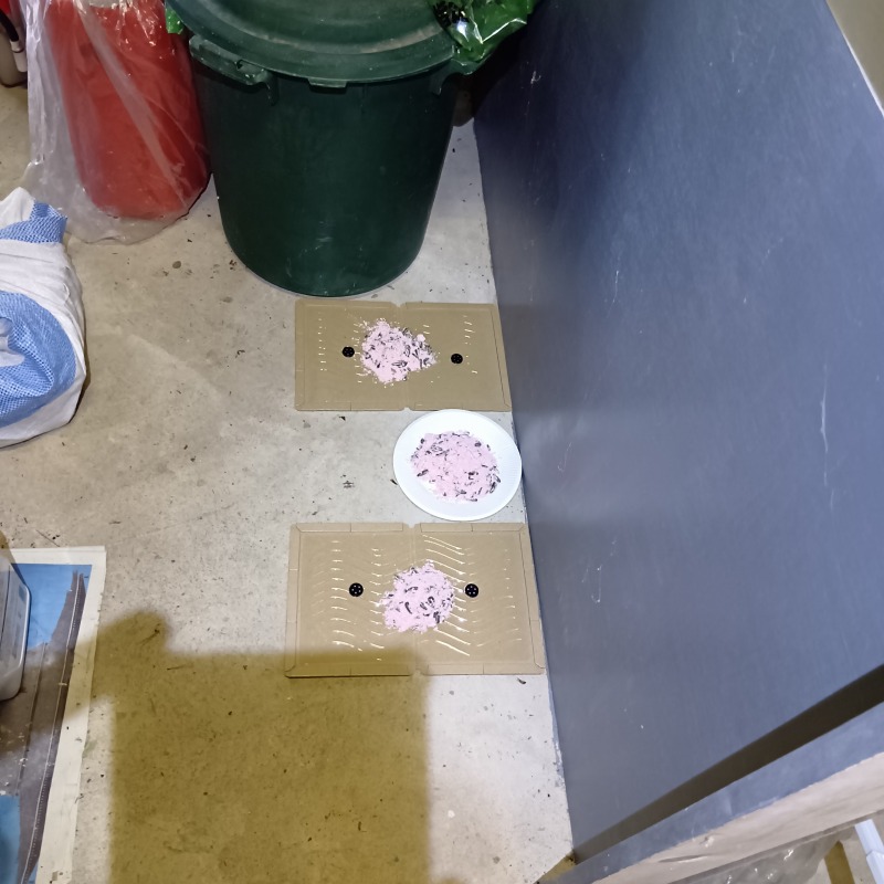 室内に設置した殺鼠剤と粘着シート