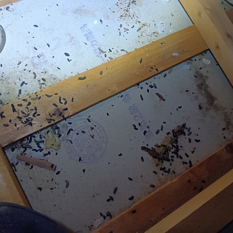 イタチ駆除の施工事例（石川県白山市明光）