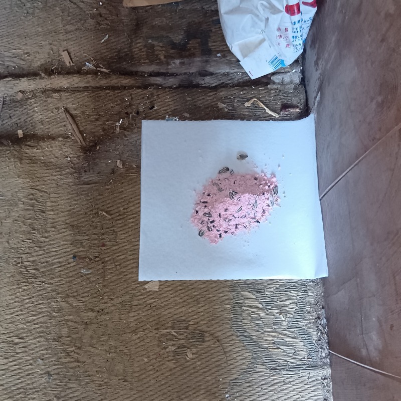 殺鼠剤を設置した様子