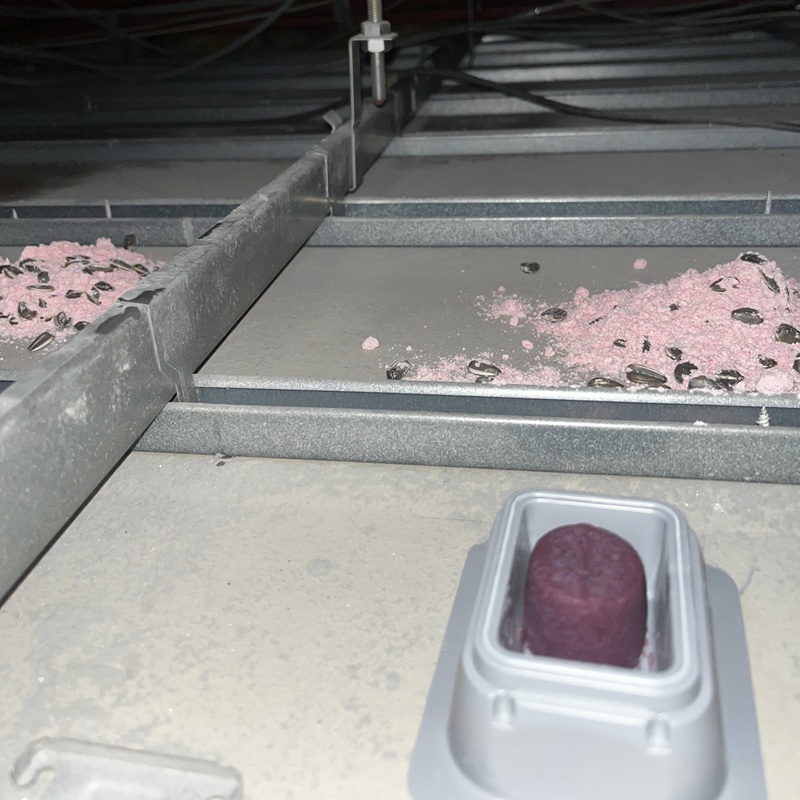 殺鼠剤を設置した様子