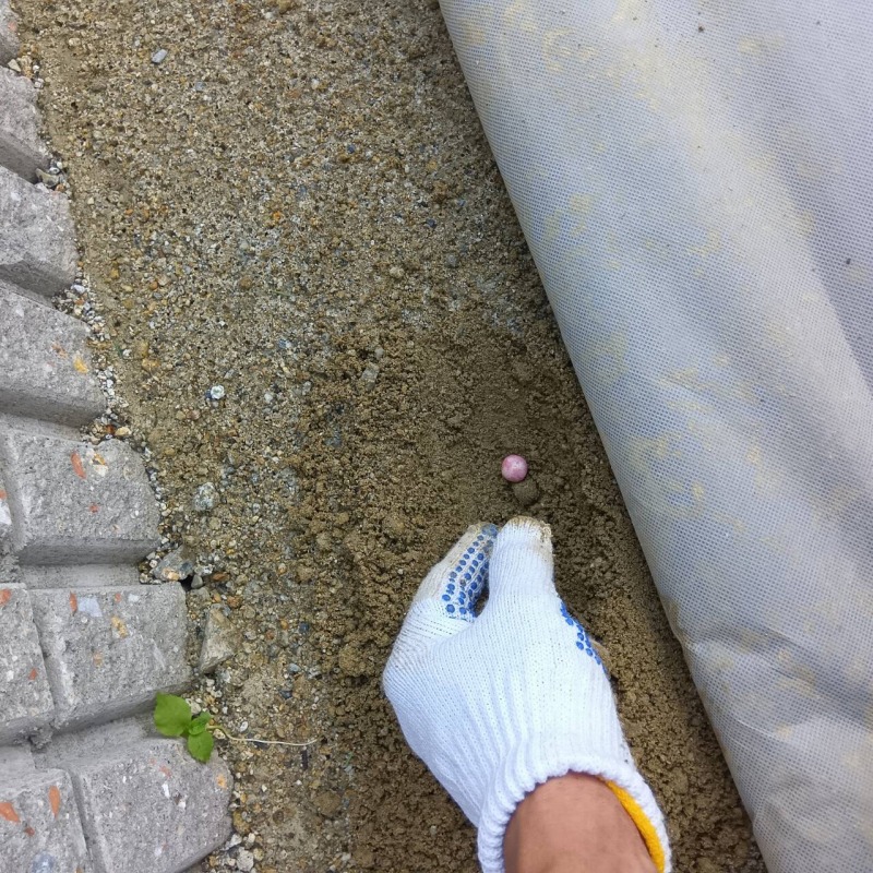 忌避剤を埋設している様子