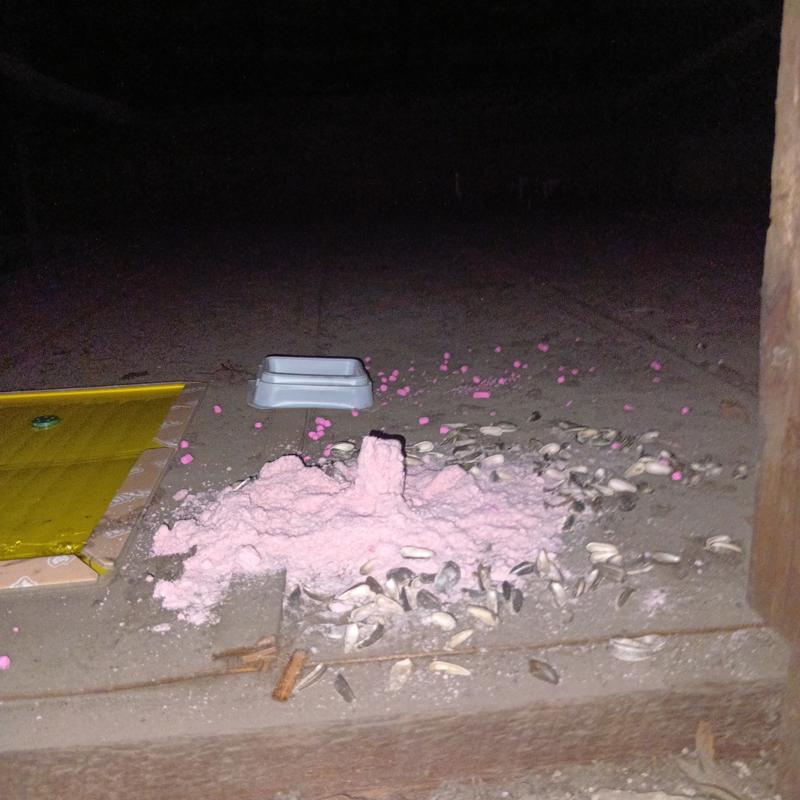 殺鼠剤と粘着シートを設置