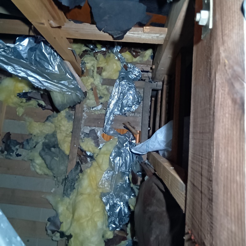 アライグマ駆除の施工事例（千葉県長生郡長生村岩沼）