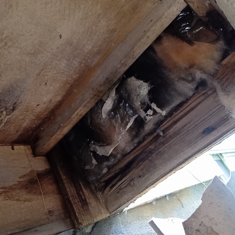 ハクビシン駆除の施工事例（東京都小平市0）