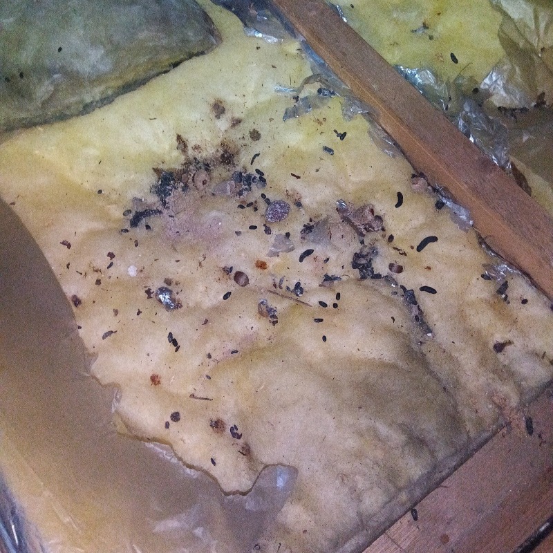 ネズミ駆除の施工事例（神奈川県鎌倉市山ノ内）