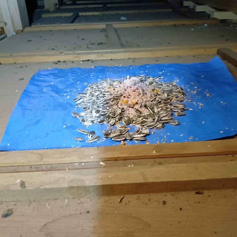 屋根裏に殺鼠剤を設置