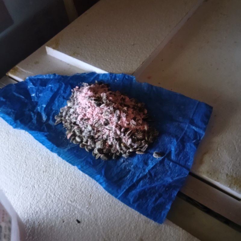 殺鼠剤を設置した様子