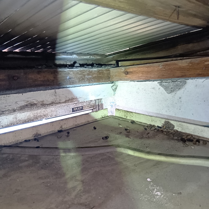 ネズミ駆除の施工事例（神奈川県横浜市神奈川区神大寺）