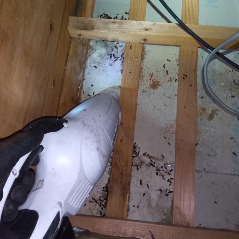 フン害清掃の様子