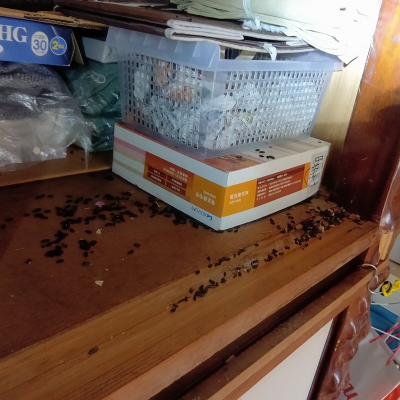 ネズミ駆除の施工事例（千葉県千葉市若葉区多部田町）