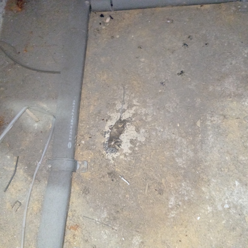 ネズミ駆除の施工事例（神奈川県川崎市多摩区菅野戸呂）