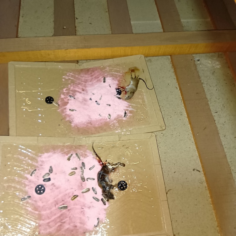 設置した殺鼠剤と粘着シート