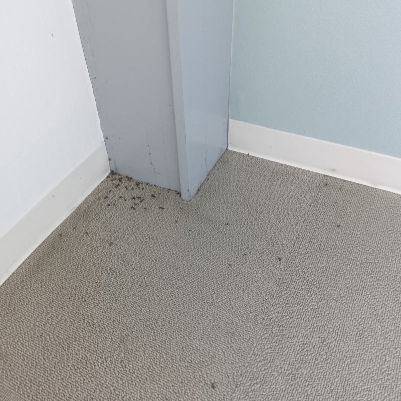 室内のコウモリのフン害