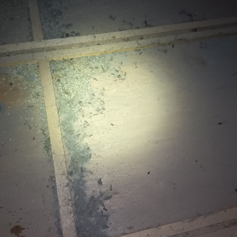 ネズミ駆除の施工事例（山梨県南巨摩郡富士川町長澤）