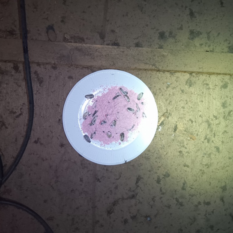 屋根裏に設置した殺鼠剤