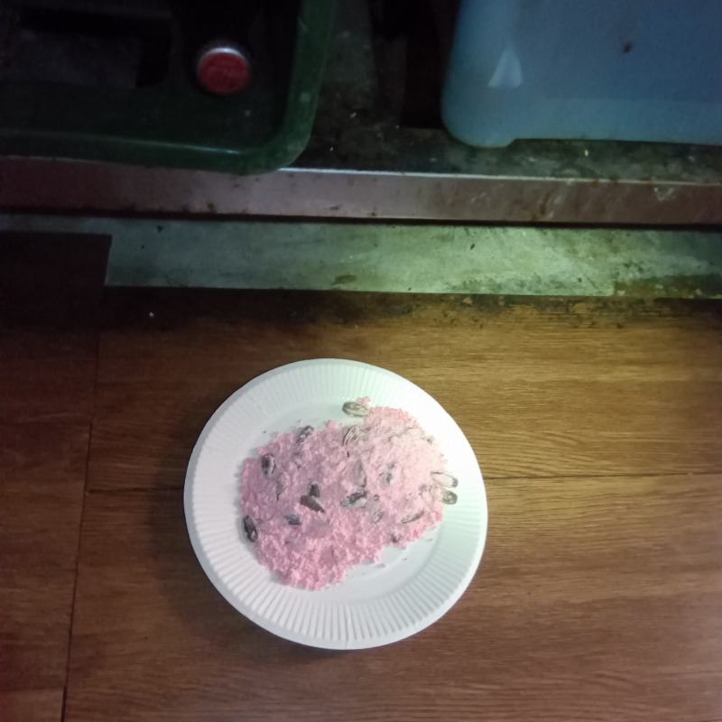 室内に設置した殺鼠剤