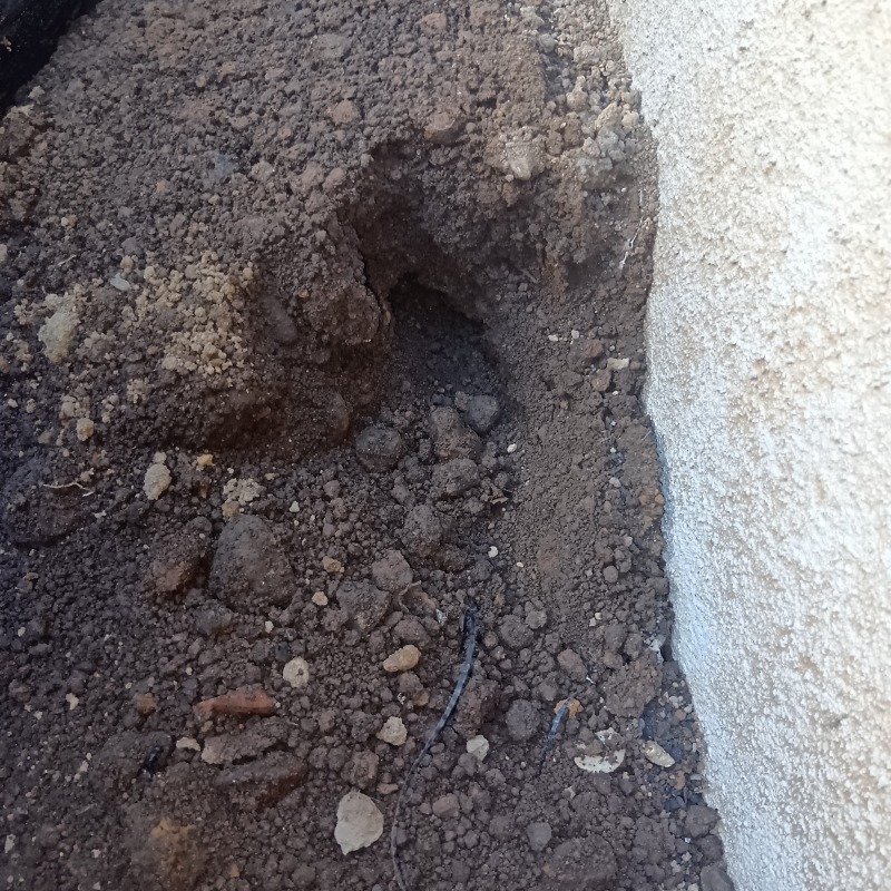 モグラ駆除の施工事例（東京都小平市仲町）