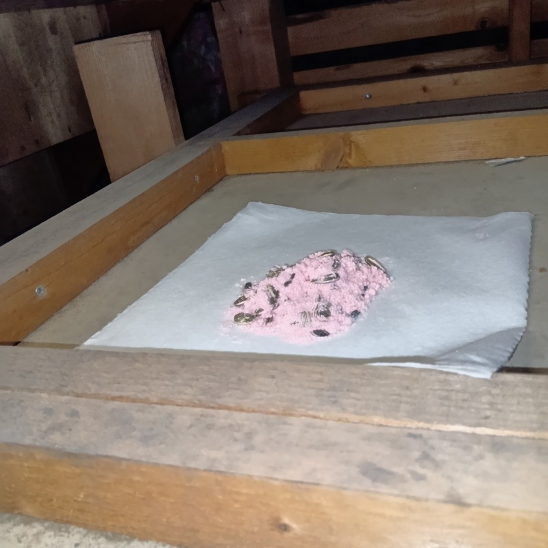 屋根裏に置かれた粘着シート