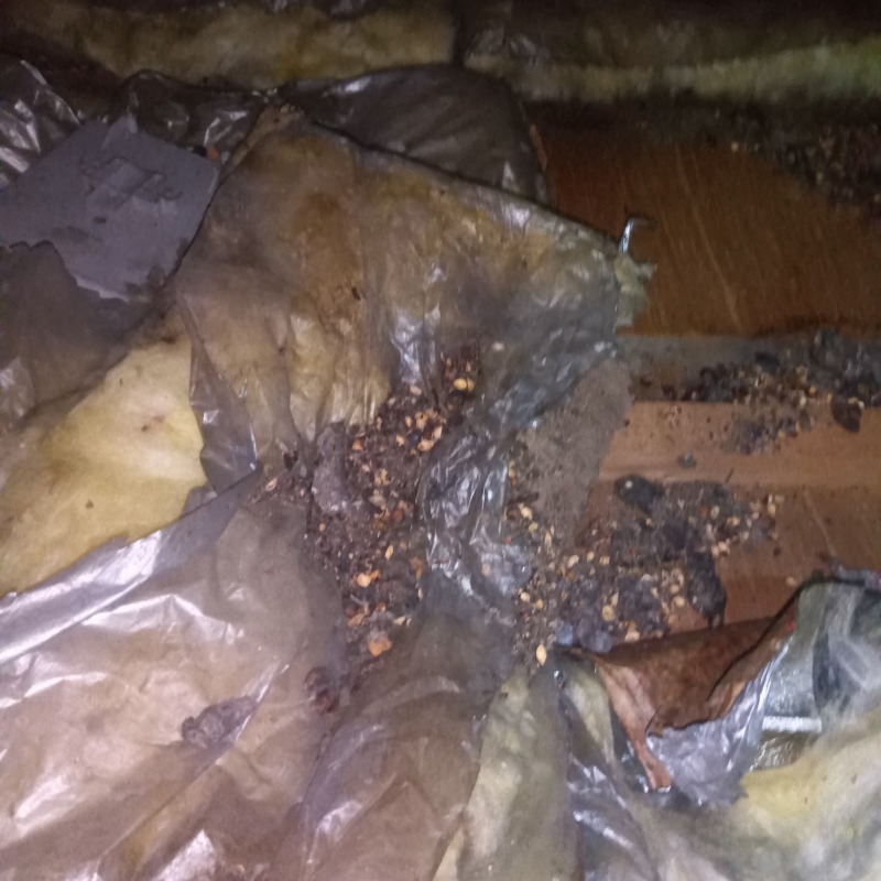 ハクビシン駆除の施工事例（神奈川県横浜市保土ケ谷区法泉）