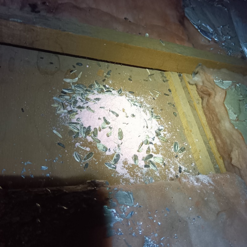 荒らされた断熱材の上に設置した殺鼠剤